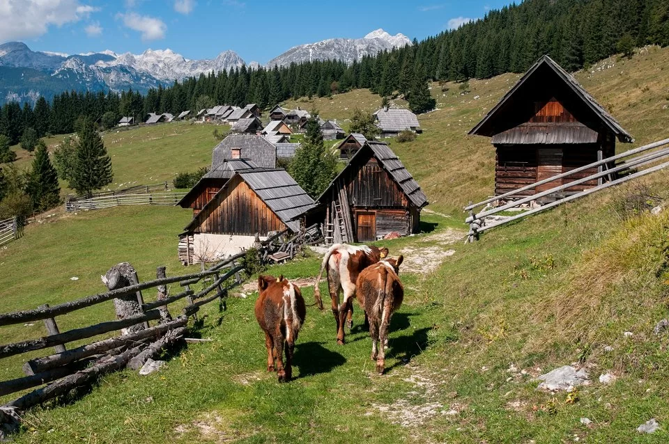 Pokljuka